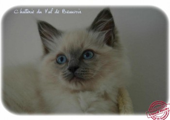 Ragdoll : mâle blue colourpoint - 11 semaines - Chatterie Ragdolls du Val de Beauvoir